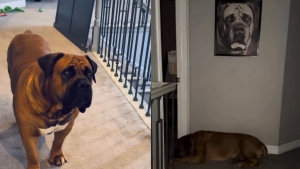 Illustration : Un chien endeuillé trouve du réconfort en s’allongeant chaque jour devant la photo de son frère disparu (vidéo)