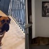 Illustration : Un chien endeuill&eacute; trouve du r&eacute;confort en s&rsquo;allongeant chaque jour devant la photo de son fr&egrave;re disparu (vid&eacute;o)