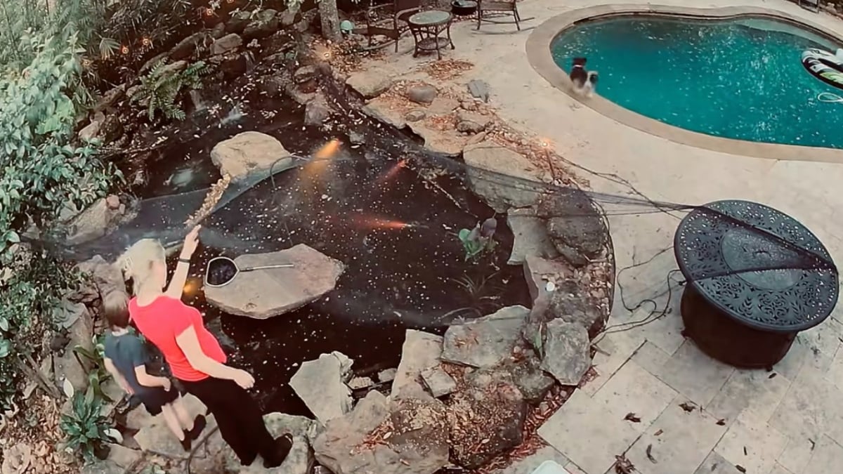 Illustration : "Après une chute dans la piscine, ce chien échappe de justesse à la noyade grâce à l’intervention rapide de son jeune maître (vidéo)"