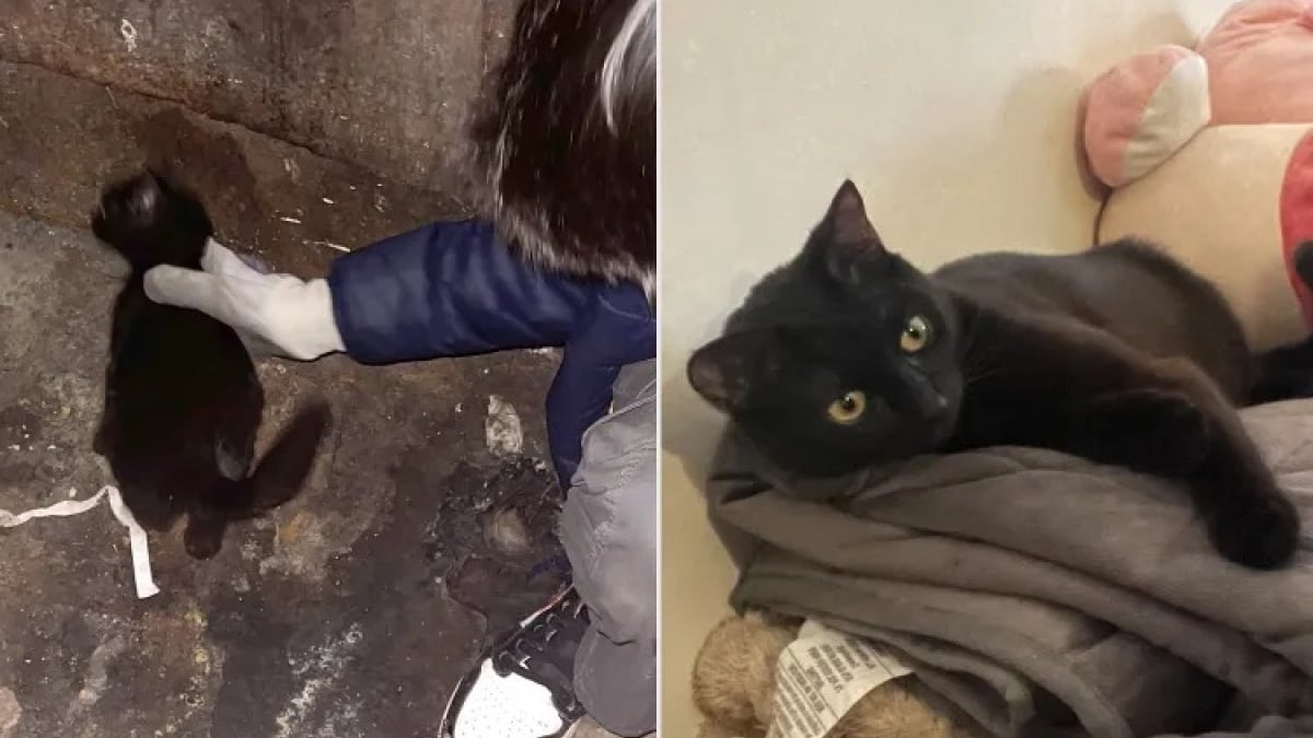 Illustration : "Ils regardent dans une benne à ordures et découvrent un petit chaton malnutri et brûlé par le soleil qui n’attendait que d’être sauvé"