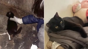 Illustration : Ils regardent dans une benne &agrave; ordures et d&eacute;couvrent un petit chaton malnutri et br&ucirc;l&eacute; par le soleil qui n&rsquo;attendait que d&rsquo;&ecirc;tre sauv&eacute;