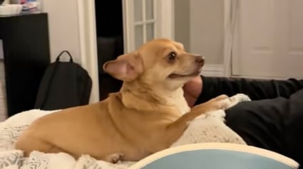 Illustration : Sauv&eacute;e d'un quotidien difficile, cette petite chienne semble remercier sa nouvelle famille avec un grand sourire (vid&eacute;o)