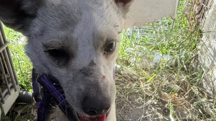 Illustration : En r&eacute;novant sa nouvelle maison, une famille d&eacute;couvre 2 chiots livr&eacute;s &agrave; eux-m&ecirc;mes et se mobilise pour les sauver