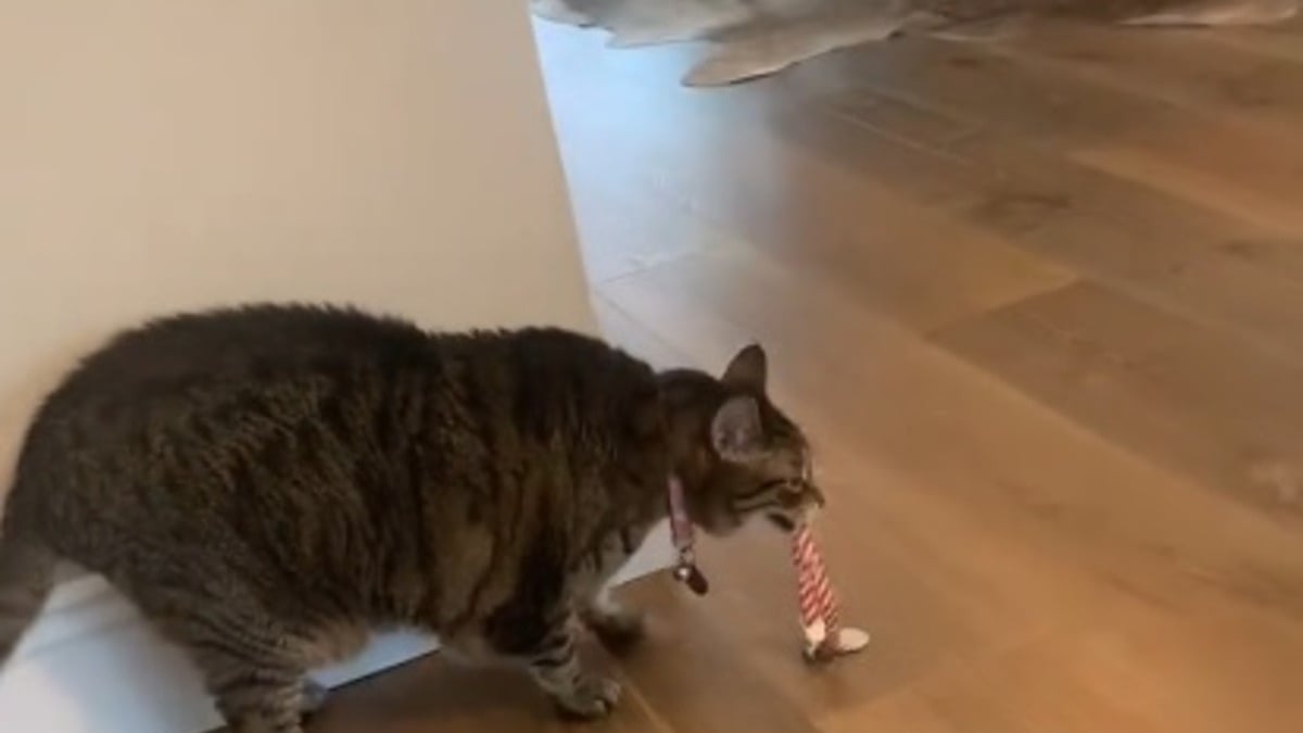 Illustration : "Pour faire le deuil de sa sœur disparue cette chatte tigrée transporte son collier en miaulant de façon poignante (vidéo)"