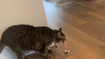 Illustration : Le comportement singulier d'une chatte transportant le collier de sa s&oelig;ur d&eacute;c&eacute;d&eacute;e (vid&eacute;o)