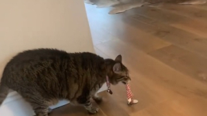 Illustration : Pour faire le deuil de sa sœur disparue cette chatte tigrée transporte son collier en miaulant de façon poignante (vidéo)