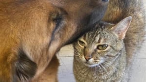 Illustration : Une chatte r&eacute;sidente d'un refuge est utilis&eacute;e par les b&eacute;n&eacute;voles pour &eacute;valuer la tol&eacute;rance f&eacute;line des chiens recueillis (vid&eacute;o)