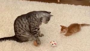 Illustration : Un chat accueille très chaleureusement son nouveau petit frère félin et lui inculque tous les secrets du jeu de balle (vidéo)
