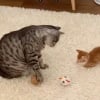 Illustration : Un chat accueille tr&egrave;s chaleureusement son nouveau petit fr&egrave;re f&eacute;lin et lui inculque tous les secrets du jeu de balle (vid&eacute;o)