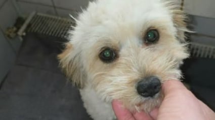 Illustration : &Agrave; seulement 5 mois, ce chiot &eacute;chappe de peu &agrave; l'euthanasie et cherche d&eacute;sormais une famille aimante