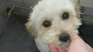 Illustration : À seulement 5 mois, ce chiot échappe de peu à l'euthanasie et cherche désormais une famille aimante