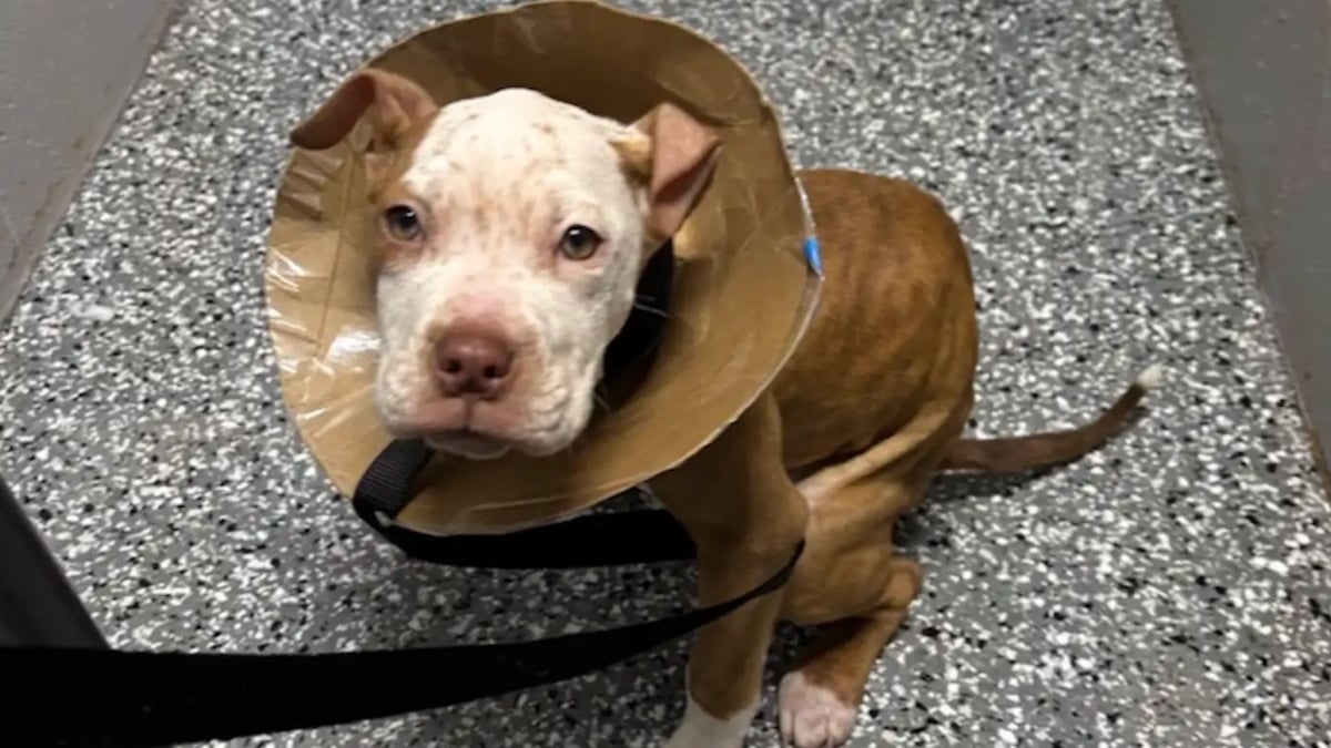 Illustration : "Découvert au petit matin dans un bac fermé, ce chiot avec une collerette en carton découvre enfin la tendresse humaine"