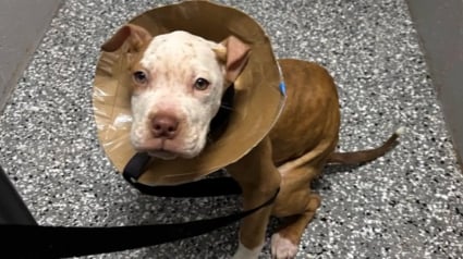 Illustration : Un chiot abandonn&eacute; dans un bac avec une collerette de fortune recueilli par des b&eacute;n&eacute;voles