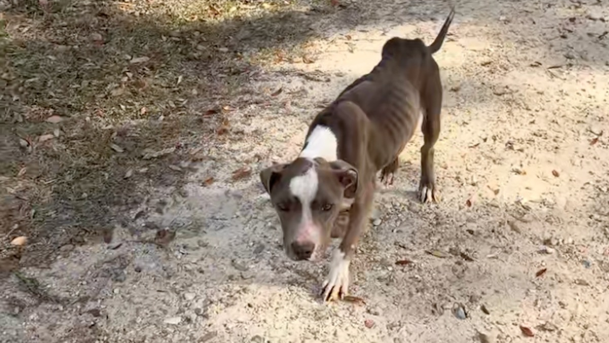 Illustration : "Un chien squelettique choisit une maison au hasard et comprend immédiatement qu’il vient de trouver sa famille (vidéo)"