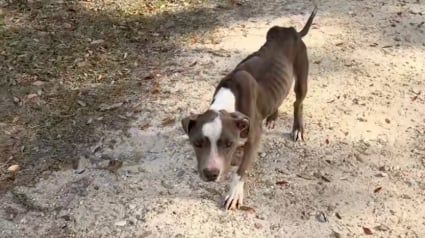 Illustration : Un chien errant recueilli par une habitante apr&egrave;s s'&ecirc;tre r&eacute;fugi&eacute; dans son jardin (vid&eacute;o)