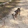 Illustration : Un chien errant recueilli par une habitante apr&egrave;s s'&ecirc;tre r&eacute;fugi&eacute; dans son jardin (vid&eacute;o)