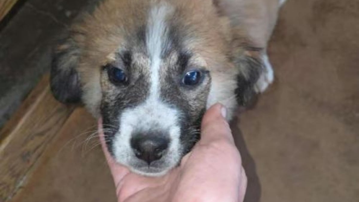 Illustration : "8 chiots à l’adoption auxquels vous pouvez offrir une enfance heureuse"