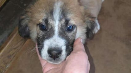 Illustration : 8 chiots &agrave; l&rsquo;adoption auxquels vous pouvez offrir une enfance heureuse