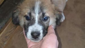 Illustration : 8 chiots à l’adoption auxquels vous pouvez offrir une enfance heureuse