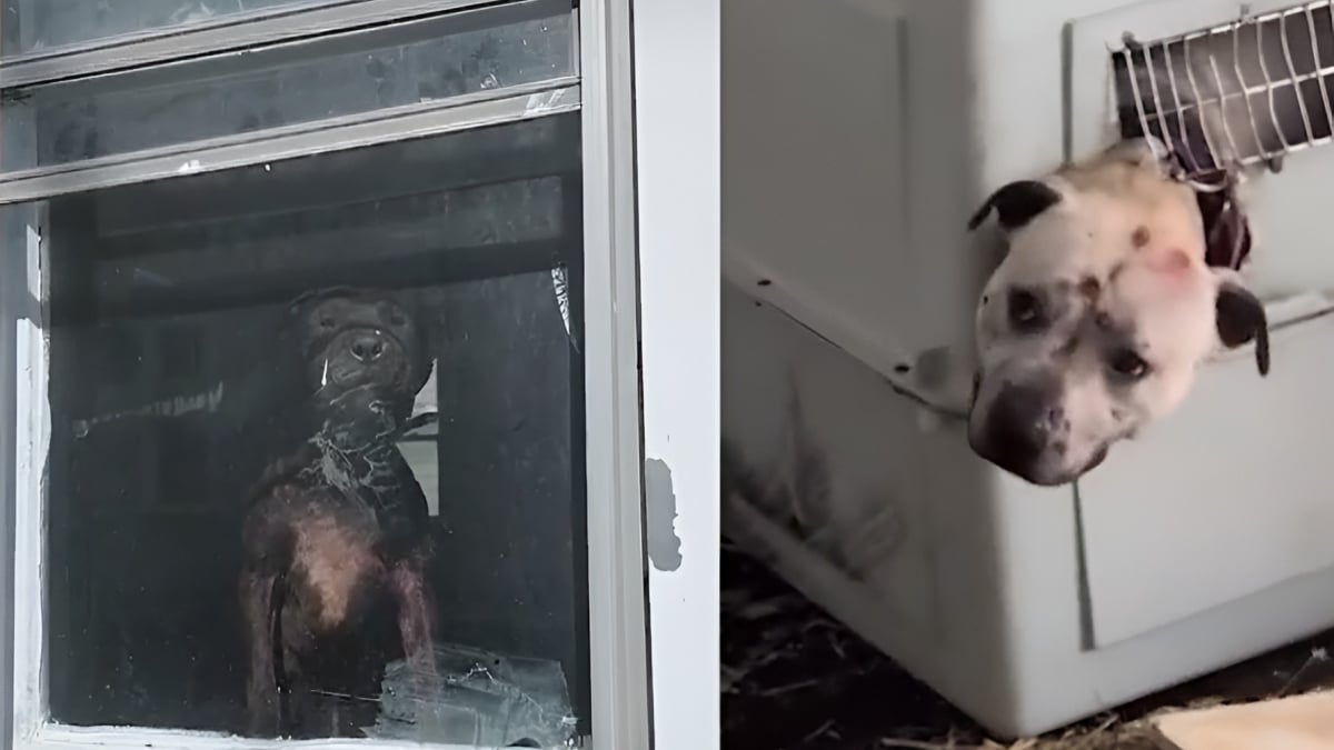 Illustration : "4 chiens sauvés de la négligence dans une maison insalubre sur fond de tensions entre organisations de protection animale"