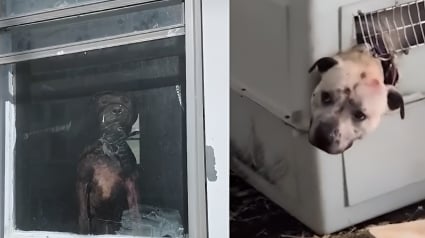 Illustration : 4 chiens sauv&eacute;s de la n&eacute;gligence dans une maison insalubre sur fond de tensions entre organisations de protection animale