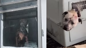 Illustration : 4 chiens sauv&eacute;s de la n&eacute;gligence dans une maison insalubre sur fond de tensions entre organisations de protection animale