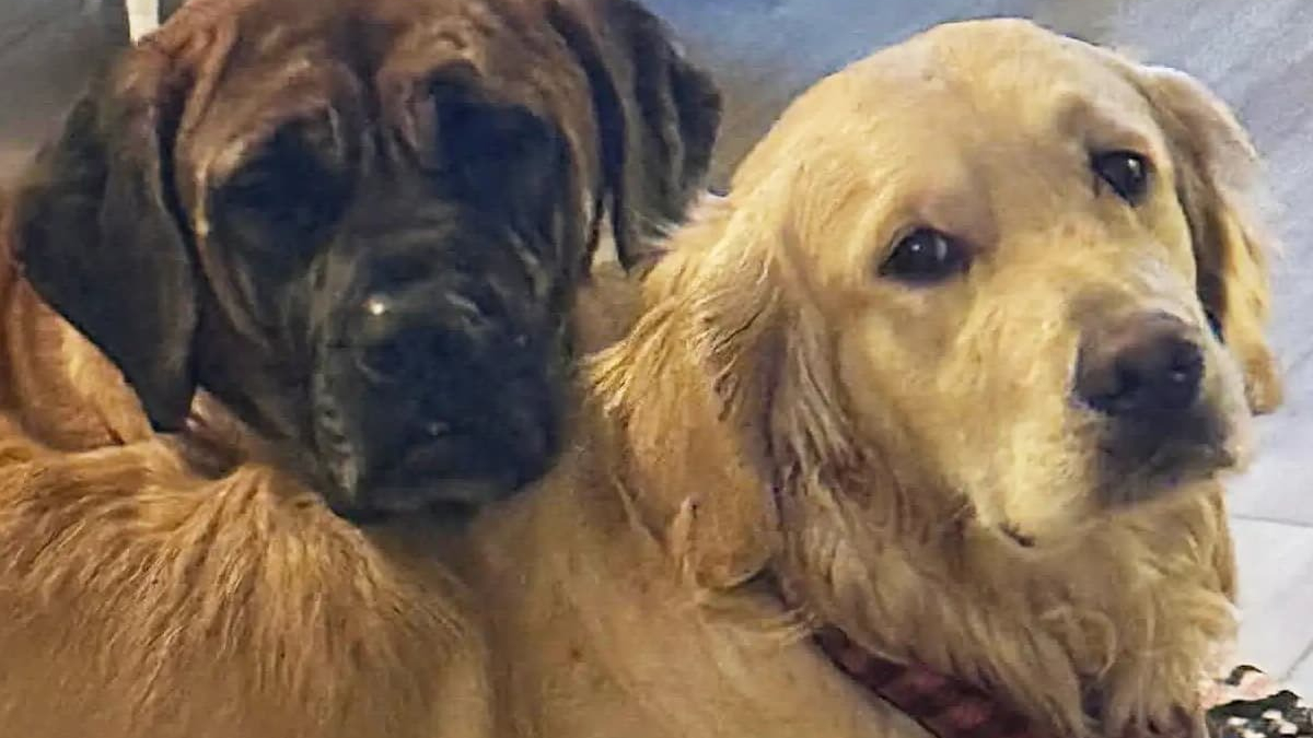 Illustration : "Rescapée d'un abattoir et d'un incendie ayant fait 700 victimes, cette chienne réapprend à vivre aux côtés d'une congénère tout aussi fragile"