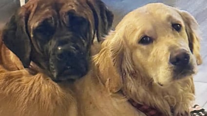 Illustration : Rescap&eacute;e d'un abattoir et d'un incendie ayant fait 700 victimes, cette chienne r&eacute;apprend &agrave; vivre aux c&ocirc;t&eacute;s d'une cong&eacute;n&egrave;re tout aussi fragile