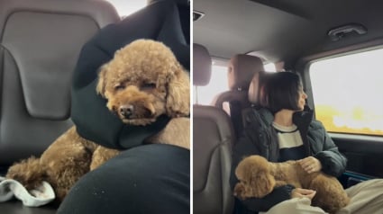 Illustration : Un couple d'expatri&eacute;s fuyant le Moyen-Orient traverse plusieurs fronti&egrave;res pour r&eacute;ussir &agrave; &eacute;vacuer son Caniche (vid&eacute;o)