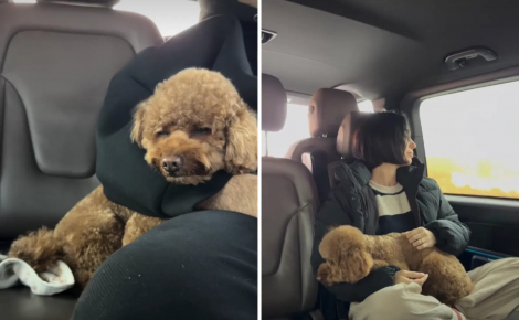 Un couple d'expatriés fuyant le Moyen-Orient traverse plusieurs frontières pour réussir à évacuer son Caniche (vidéo)