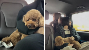 Illustration : « Il fait partie de notre famille », un couple fuyant la guerre au Moyen-Orient refuse d'abandonner son Caniche derrière lui (vidéo)