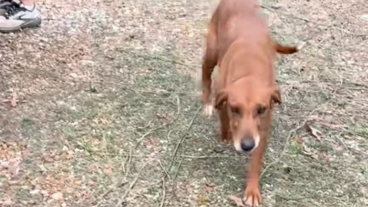 Illustration : "Une entrepreneuse secourt une chienne et ses 3 chiots réfugiés à l'intérieur d'une maison abandonnée (vidéo)"