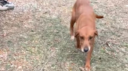 Illustration : Une entrepreneuse secourt une chienne et ses 3 chiots r&eacute;fugi&eacute;s &agrave; l'int&eacute;rieur d'une maison abandonn&eacute;e (vid&eacute;o)