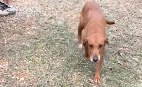 Une entrepreneuse secourt une chienne et ses 3 chiots réfugiés à l'intérieur d'une maison abandonnée (vidéo)