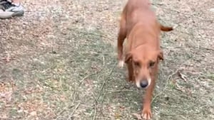 Illustration : Une entrepreneuse secourt une chienne et ses 3 chiots r&eacute;fugi&eacute;s &agrave; l'int&eacute;rieur d'une maison abandonn&eacute;e (vid&eacute;o)