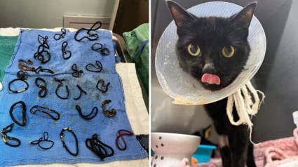 Illustration : Apr&egrave;s avoir ing&eacute;r&eacute; 26 &eacute;lastiques &agrave; cheveux, une chatte de 6 ans est op&eacute;r&eacute;e en urgence et sauv&eacute;e d'une occlusion intestinale