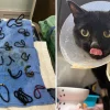 Illustration : Apr&egrave;s avoir ing&eacute;r&eacute; 26 &eacute;lastiques &agrave; cheveux, une chatte de 6 ans est op&eacute;r&eacute;e en urgence et sauv&eacute;e d'une occlusion intestinale