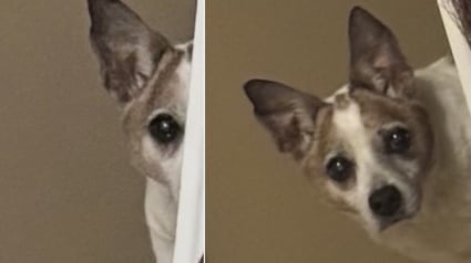 Illustration : &Acirc;g&eacute; de 16 ans, ce chien adopt&eacute; chiot garde le rituel d'observer chaque nuit sa ma&icirc;tresse depuis le couloir