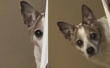 Âgé de 16 ans, ce chien adopté chiot garde le rituel d'observer chaque nuit sa maîtresse depuis le couloir