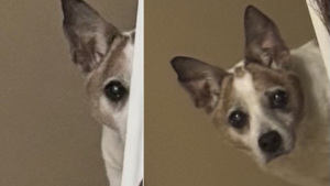 Illustration : Âgé de 16 ans, ce chien adopté chiot garde le rituel d'observer chaque nuit sa maîtresse depuis le couloir