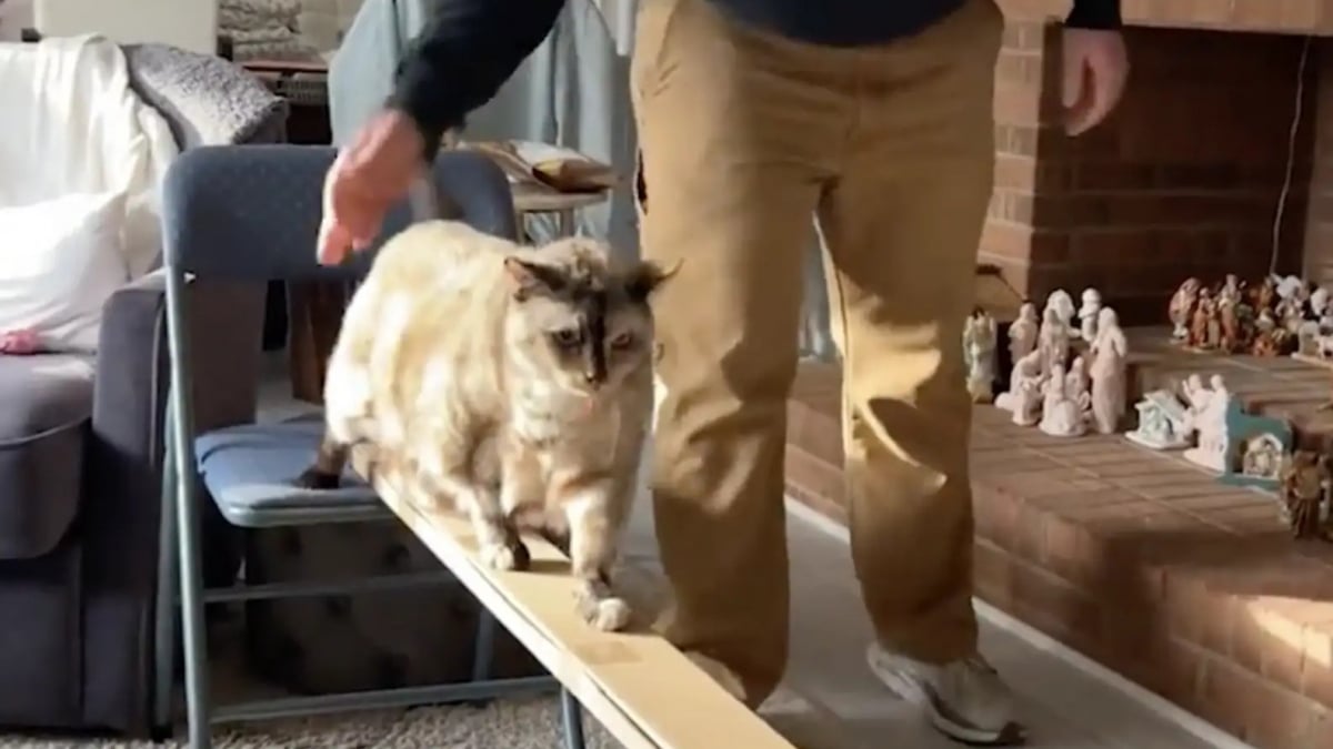 Illustration : "Une chatte atteinte d'obésité perd du poids grâce aux parcours d'obstacles construits par sa propriétaire (vidéo)"