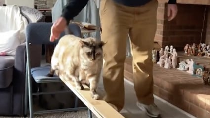 Illustration : Une chatte atteinte d'ob&eacute;sit&eacute; perd du poids gr&acirc;ce aux parcours d'obstacles construits par sa propri&eacute;taire (vid&eacute;o)