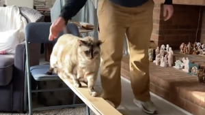 Illustration : Une chatte atteinte d'obésité perd du poids grâce aux parcours d'obstacles construits par sa propriétaire (vidéo)