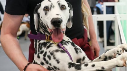 Illustration : Retour sur le Paris Animal Show 2026 o&ugrave; le bien-&ecirc;tre animal passe par des innovations &eacute;thiques et de qualit&eacute; humaine