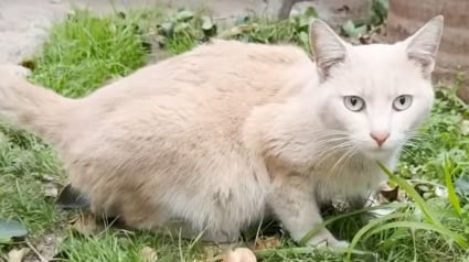 Illustration : Confondu avec une femelle gestante &agrave; cause de sa maladie, un chat errant est soign&eacute; d'une p&eacute;ritonite infectieuse f&eacute;line