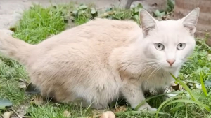 Illustration : Confondu avec une femelle gestante à cause de sa maladie, un chat errant est soigné d'une péritonite infectieuse féline