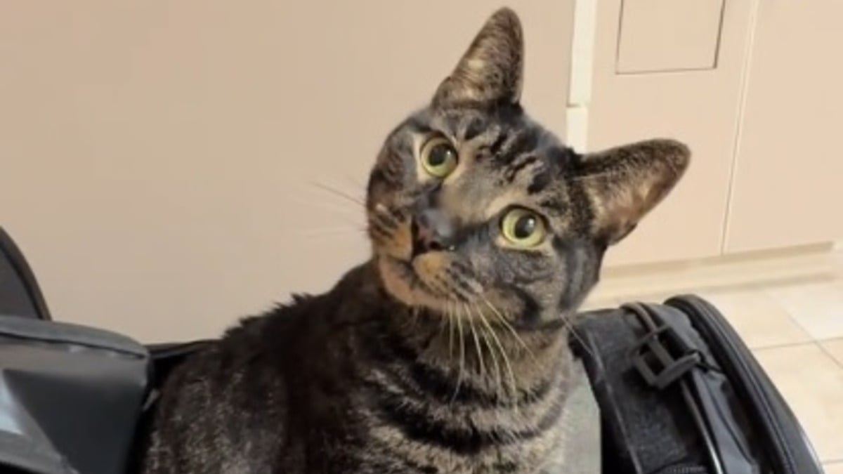 Illustration : "Après 2 jours sans manger et 1 400 euros de frais vétérinaires, un chat refusait simplement ses repas au poulet (vidéo)"