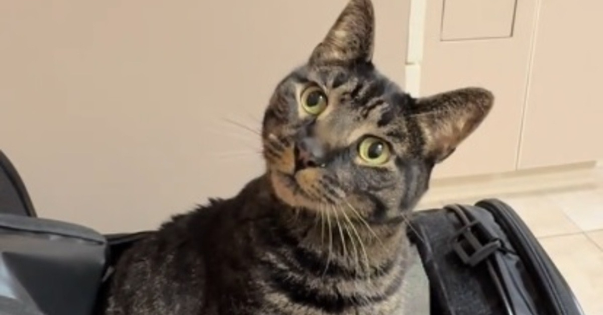 Mon chat boude son poulet : que faire ?