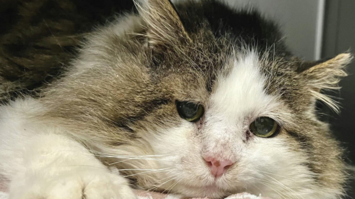 Illustration : "Après avoir vécu toute sa vie dans une école, un chat errant porteur du FIV trouve un foyer définitif et oublie sa dépression"