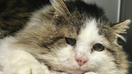 Illustration : Apr&egrave;s avoir v&eacute;cu toute sa vie dans une &eacute;cole, un chat errant porteur du FIV trouve un foyer d&eacute;finitif et oublie sa d&eacute;pression